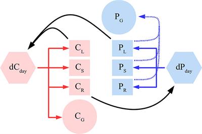 Carbon and Phosphorus Allocation in Annual Plants: An Optimal Functioning Approach